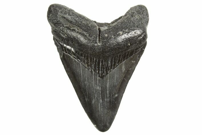 Fossil Megalodon Tooth - South Carolina #340594